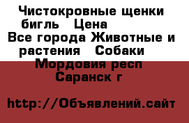 Чистокровные щенки бигль › Цена ­ 15 000 - Все города Животные и растения » Собаки   . Мордовия респ.,Саранск г.